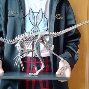 61CM,  Dinosaur model / Velociraptor skeleton Model XWL2102