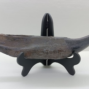 20％  discounts!  27CM，Tyrannosaurus rex Stan teeth   Replica  1:1