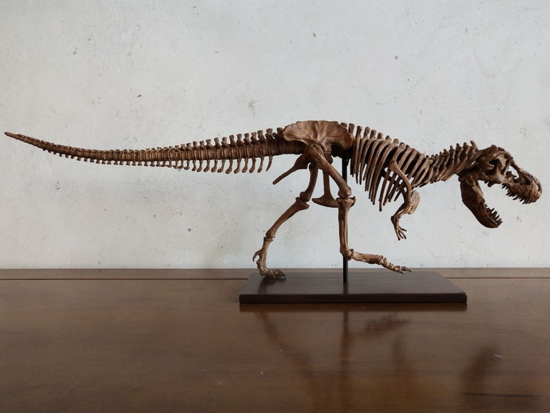 65CM Dinosaur model / TREX skeleton Model H1001 Etsy