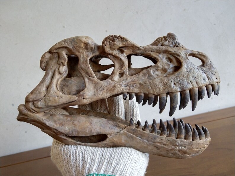 ceratosaurus fossil
