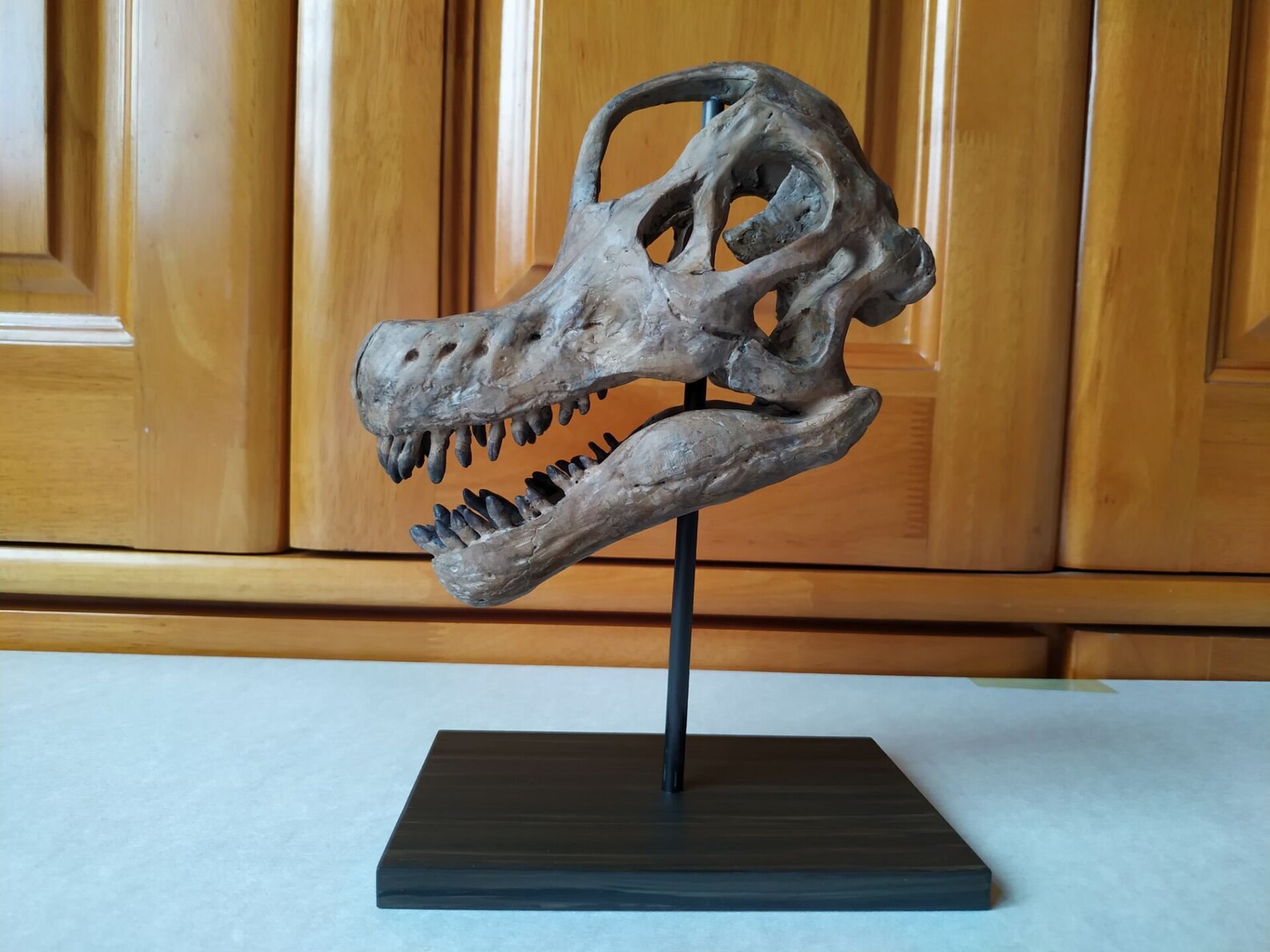 brachiosaurus skeleton model