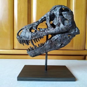 17CM，Dinosaur model / T-REX Skull Small Model B-DZH1802