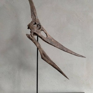 NEW,   40CM,  Pterosaur / Pteranodon  skeleton Model  WCYL-2020