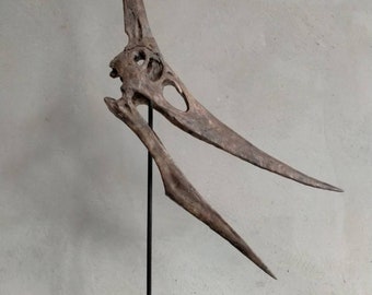 NEW,   40CM,  Pterosaur / Pteranodon  skeleton Model  WCYL-2020