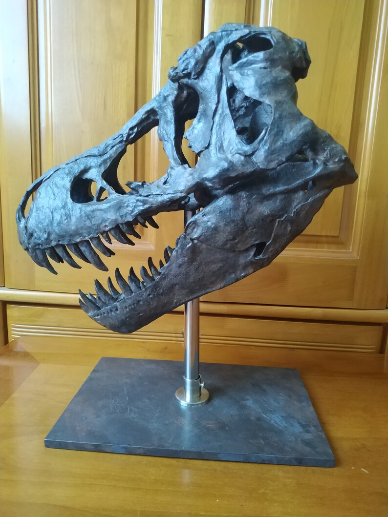 t rex skull model