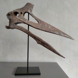 NEW,   40CM,  Pterosaur / Quetzalcoatlus skeleton Model  JYL-2020