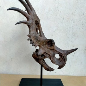 Puede incluir: Una réplica de cráneo de dinosaurio marrón con un hocico largo y puntiagudo y una hilera de dientes afilados. El cráneo está montado en un soporte negro.