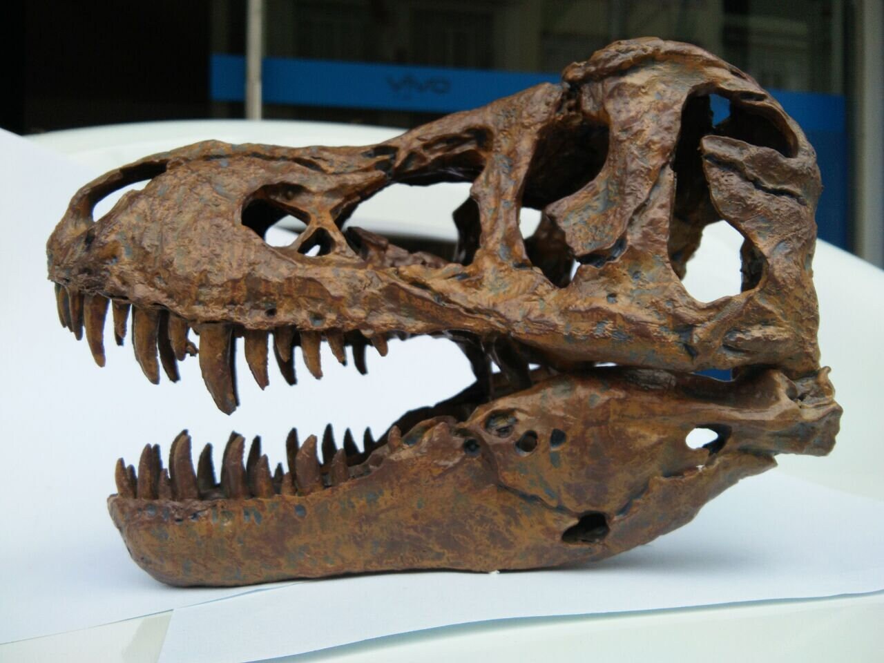 model t rex skeleton