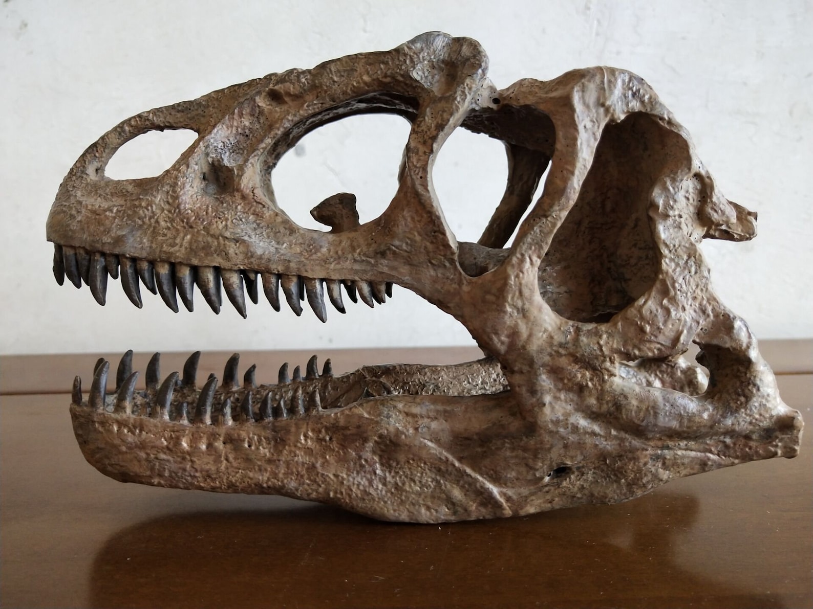 Allosaurus Skull Model - Japan Import Dinosaur Replica, Size 18x16.5 Cm - View #9