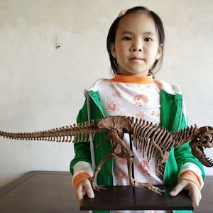 65 CM,  Dinosaur model / T- Rex skeleton Model  BGJ-001