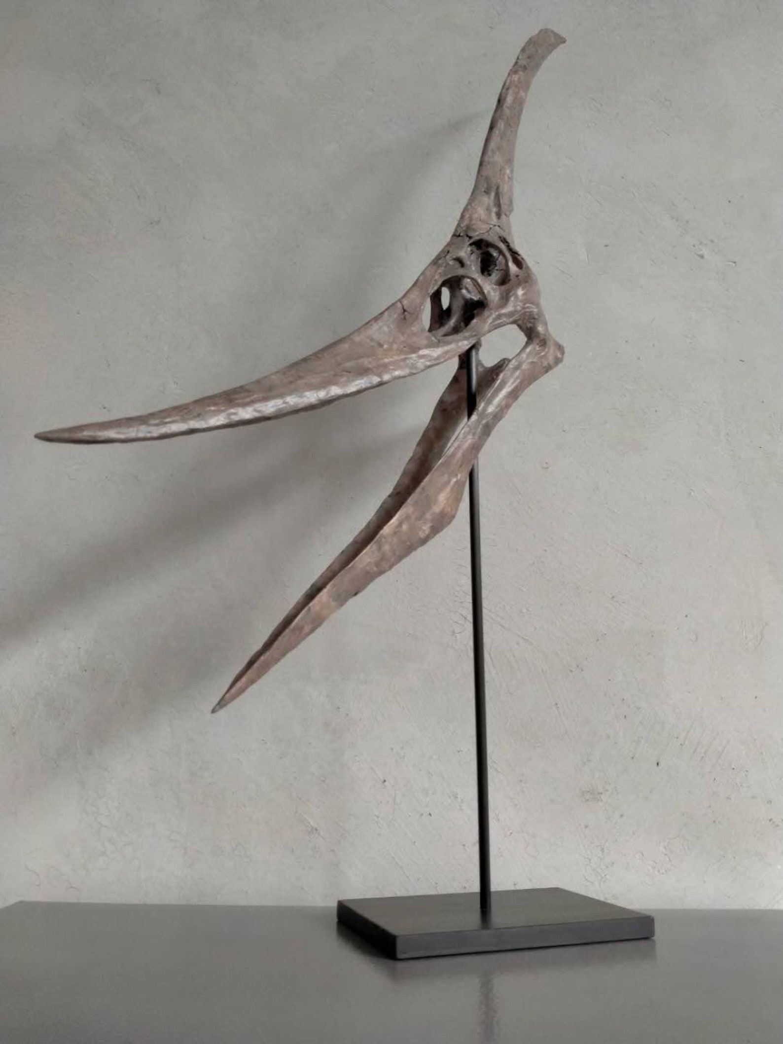pteranodon skeleton