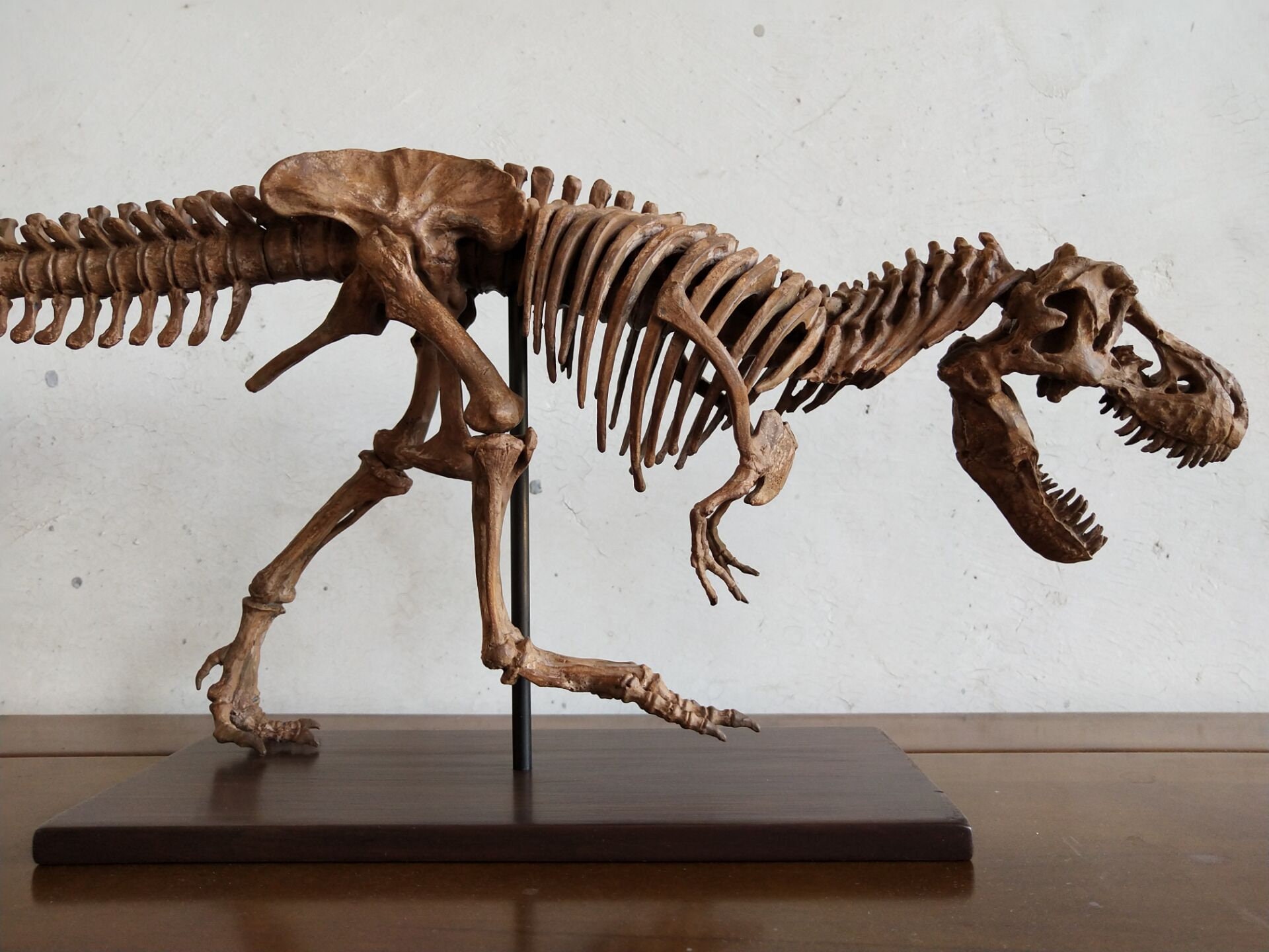 65CM Dinosaur model / T-REX skeleton Model H-1001 | Etsy