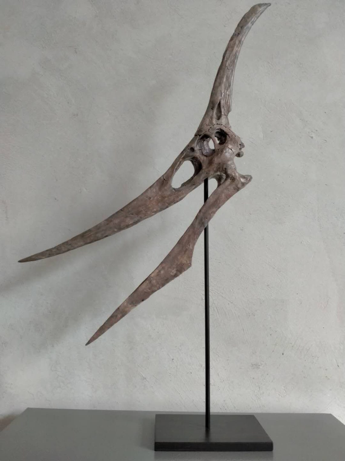 pteranodon skeleton