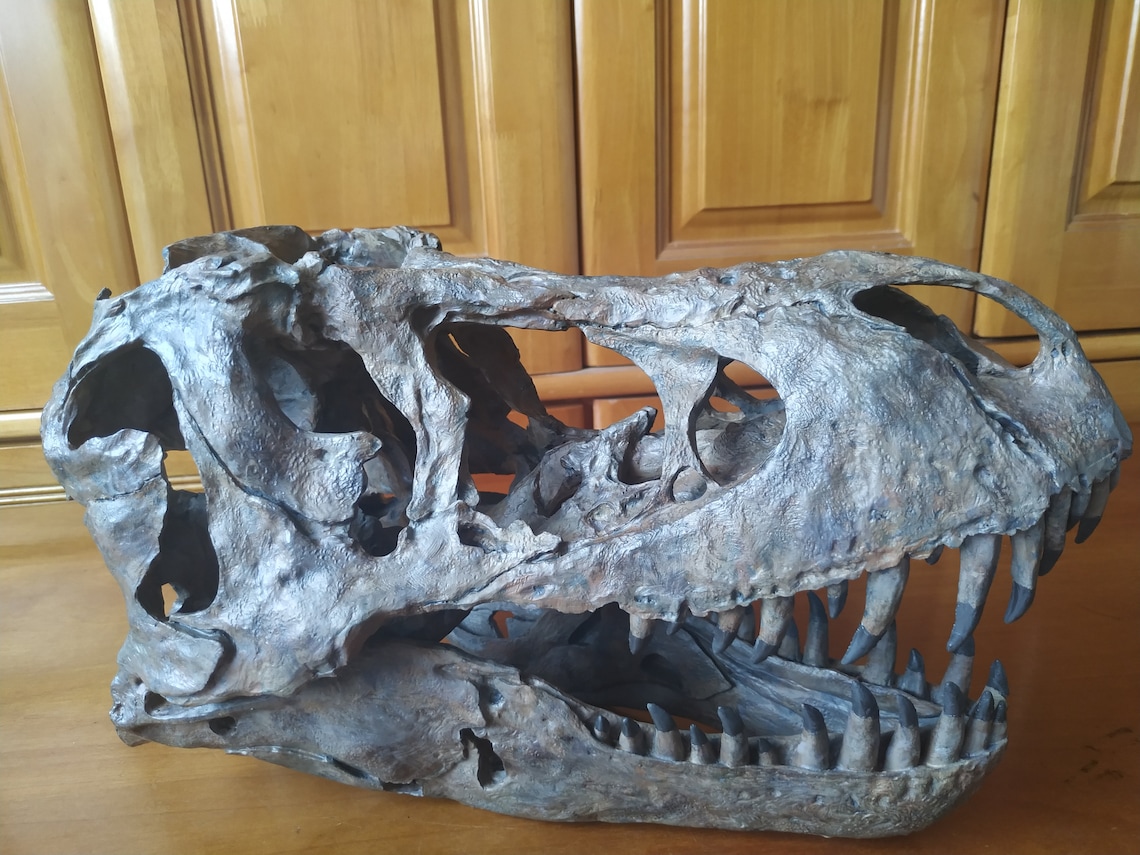 t rex skull model