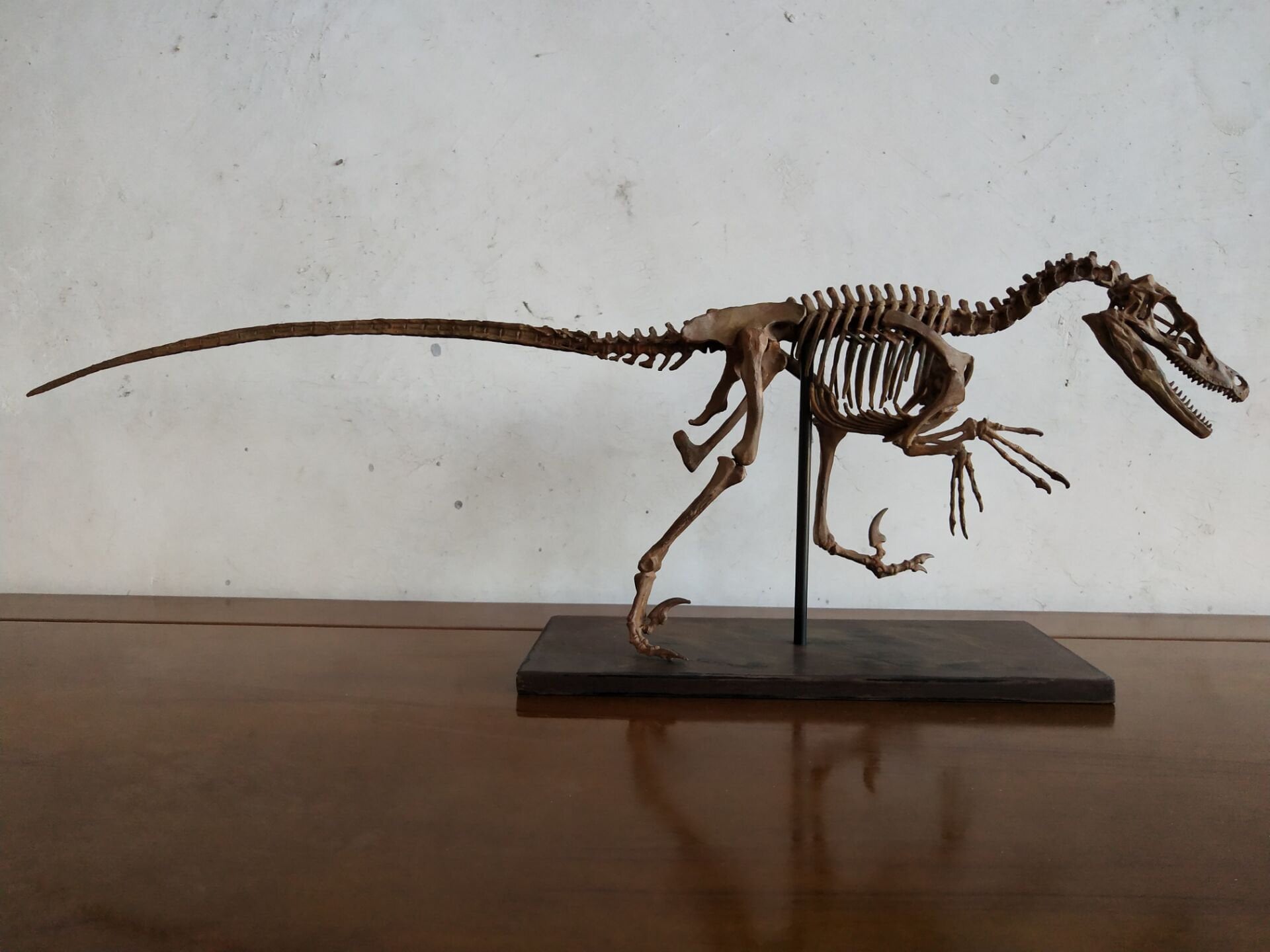 ヴェロキラプトル 骨格モデル No.001 楽天市場】恐竜骨格フィギュア ヴェロキラプトル Velociraptor