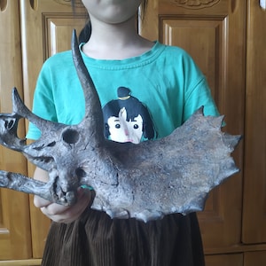 27CM，Dinosaur model /  Triceratops  Skull  Model   S-02Hei