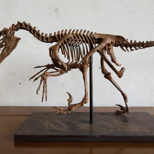 61CM,  Dinosaur model / Velociraptor skeleton Model H-1001