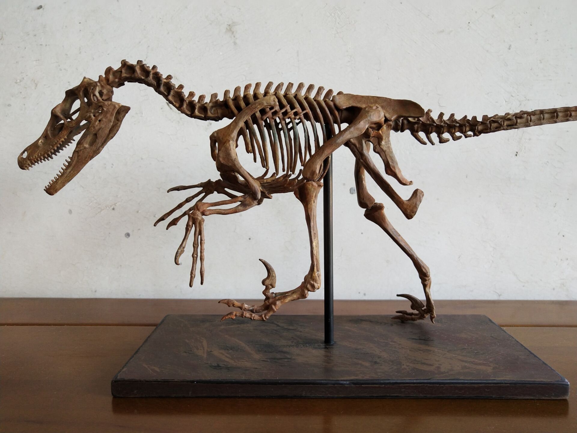 61CM Dinosaur Model Velociraptor Skeleton Model H 1001 Etsy