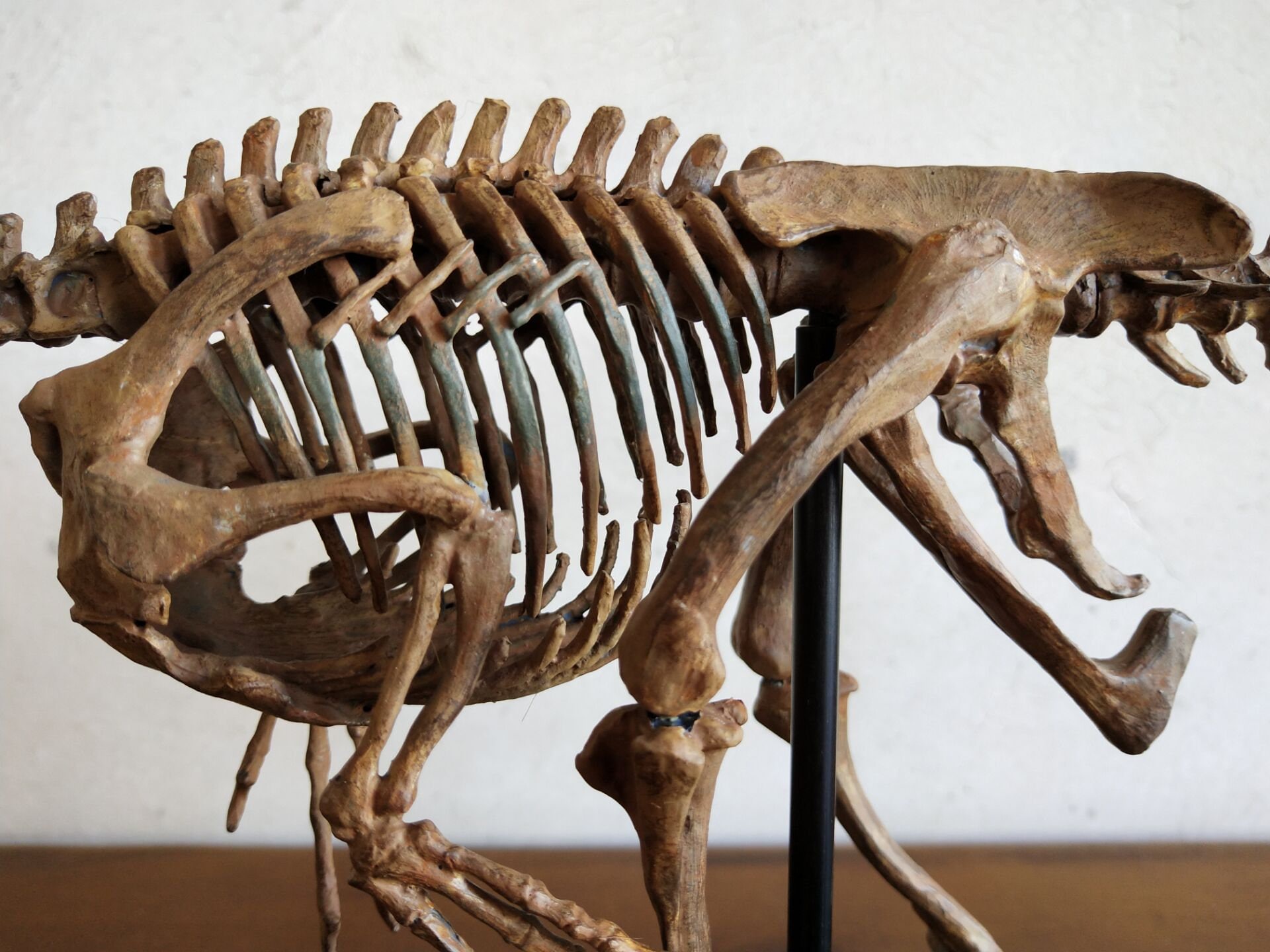 61 CM、恐竜模型 / ヴェロキラプトル骨格模型 H-1001 - Etsy 日本