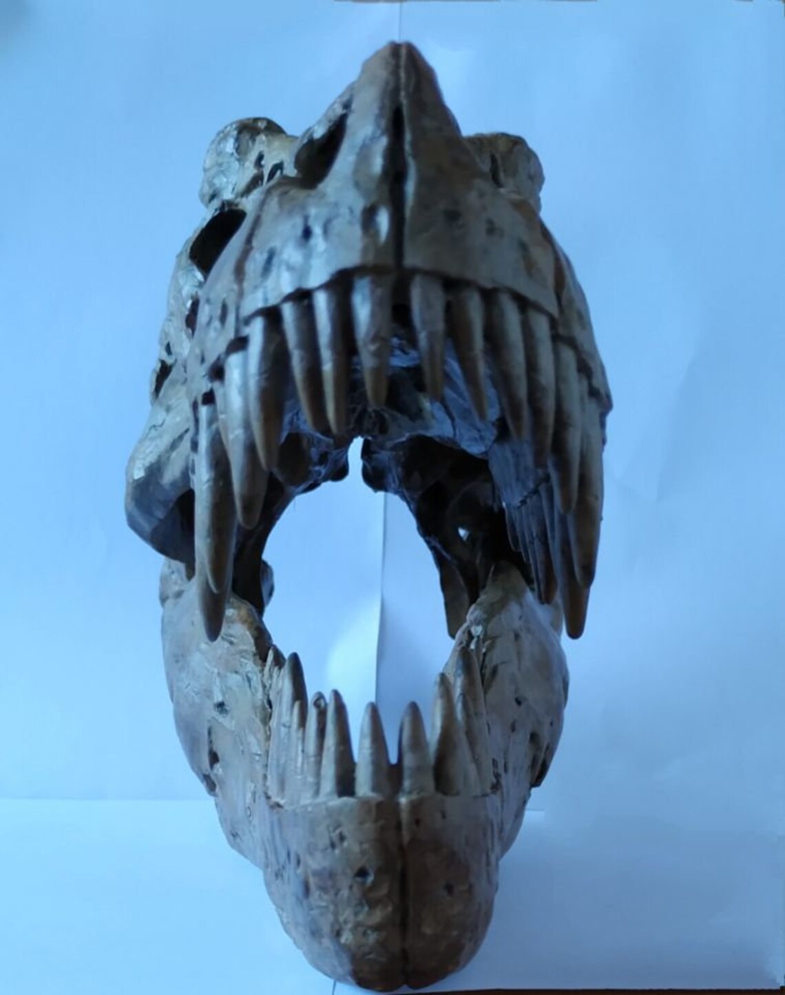 t rex skull model