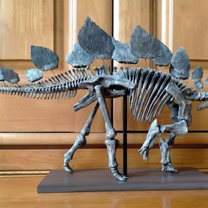45 CM,  Dinosaur model / Stegosaurus  skeleton Model  JL202101