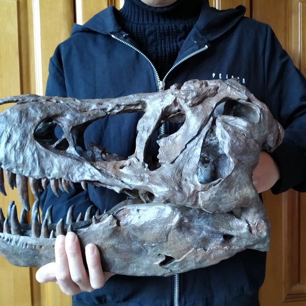 NEW, 38CM，Dinosaur model / T-REX Skull Small Model DB-B1802