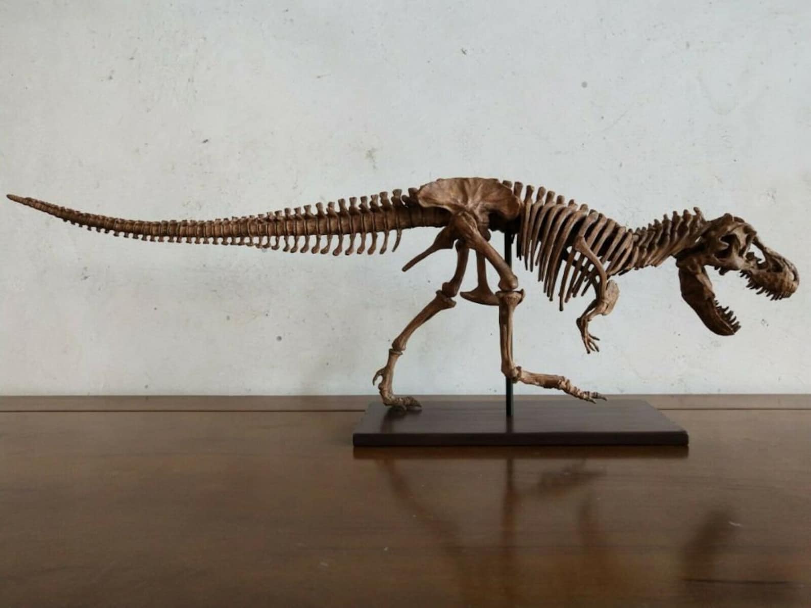 t rex skeleton model