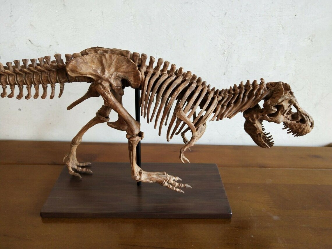 65 CM Dinosaur Model / T Rex Skeleton Model BGJ-001 | Etsy