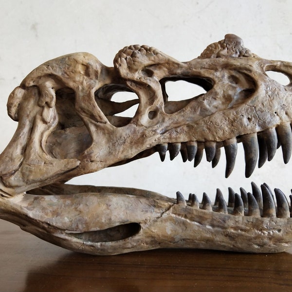 21CM，Dinosaur model / ceratosaurus Skull Small Model   JBL-001