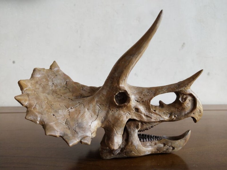 cranio triceratops