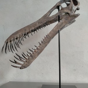 NEW,   40CM,  Pterosaur / Boreopterus  skeleton Model  YaYL-2020
