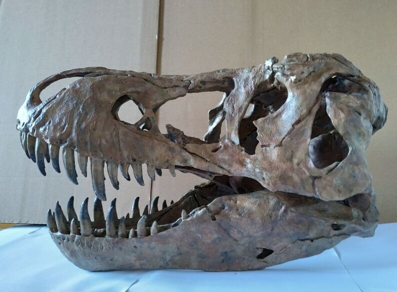 t rex skull model