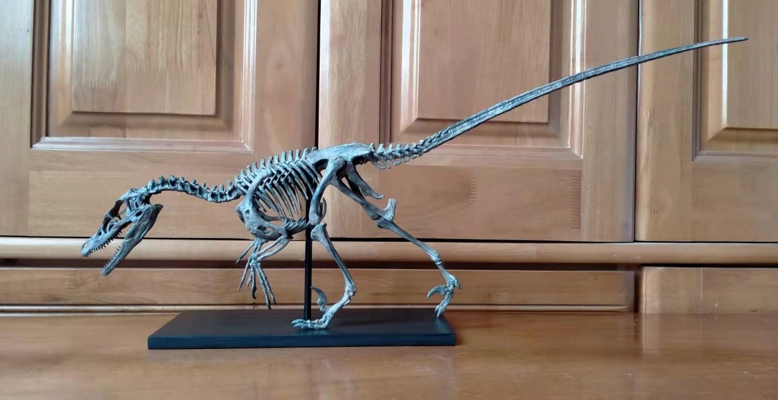 skeleton velociraptor