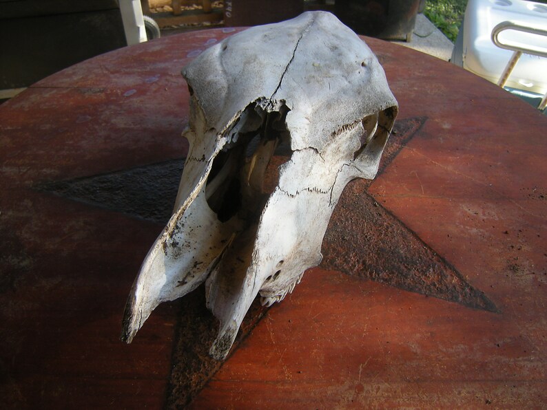 large cow OFFicial skull-bones teeth-rtaxidermy-curiosity-ranch and sold out found
