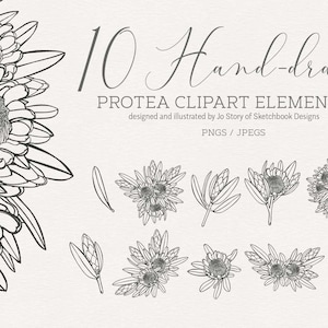 10 Hand-drawn Digital Protea Clipart, Sketched Protea Bouquets Digital Bundle