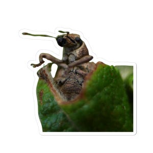 May include: A sticker featuring a close-up of a weevil insect resting on a green leaf. The weevil has a brown, textured body and a long snout. The leaf is a vibrant green color, and the sticker has a white border.
