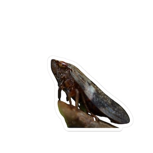 Puede incluir: Una pegatina con una imagen detallada de un insecto marrón con un ala larga y oscura. El insecto está posado en una pequeña rama marrón, con un borde blanco. El insecto tiene una cabeza prominente y ojos grandes.