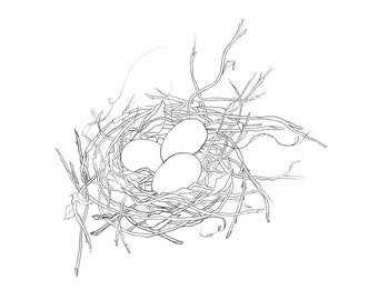 Coloring book page  bird nest by Diane Bronstein