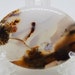 autumn in the mountains Dendritic landscape agate cabochon oval dendritic quartz plate, rare agate slice picture stone natura landscape