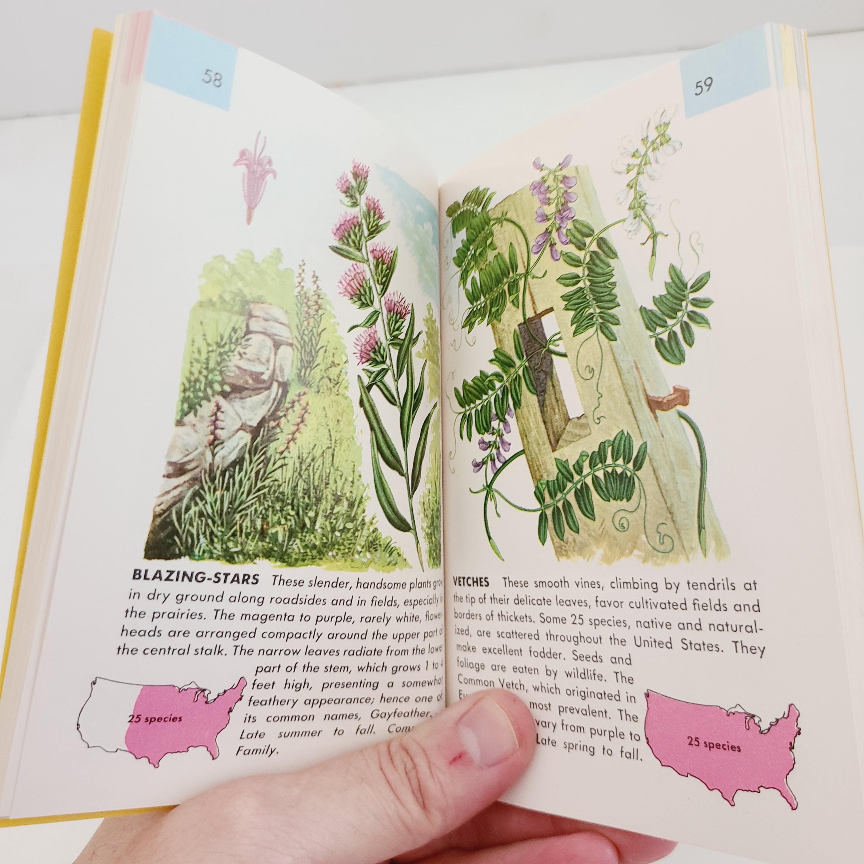 Old Nature Guide Vintage 1950 Golden Nature Guide: American Wildflowers - Etsy