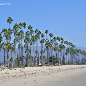 May include: A row of tall palm trees line a sandy beach with a blue sky and distant mountains in the background.