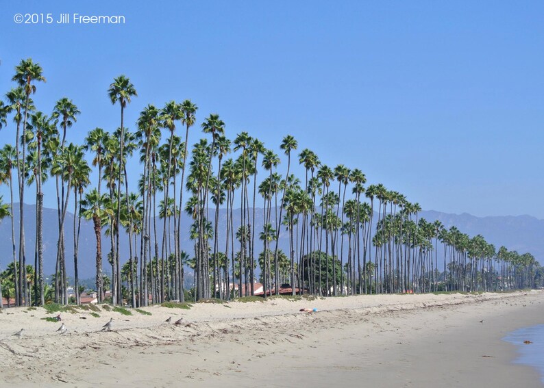 May include: A row of tall palm trees line a sandy beach with a blue sky and distant mountains in the background.