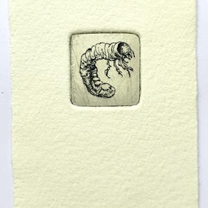 Larva, original art, etching, print, fine art print, printmaking, affordable art, miniprint, Pocket Print, Etchings for Everybody