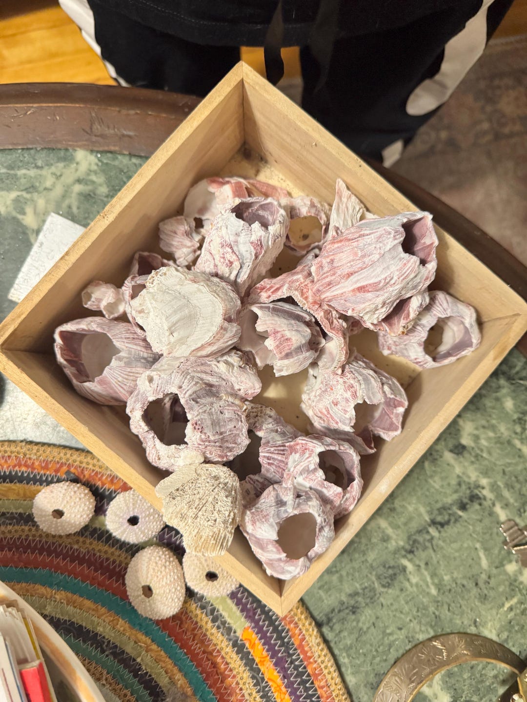 Real Large Purple Pink Barnacle Clusters and Sea Urchins Natural ...