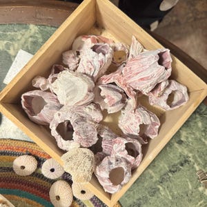May include: A wooden box filled with various seashells, including barnacles with pink and white coloration. Several small, round sea urchins are also visible. The box sits on a green and brown surface.