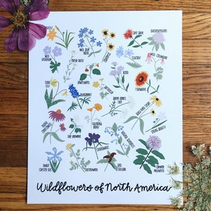 Wildflowers of North America-Illustration- Print