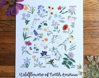 Wildflowers of North America-Illustration- Print
