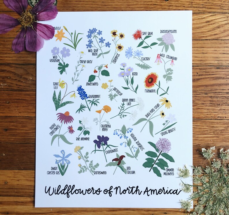 Wildflowers of North America-Illustration Print Bild 1