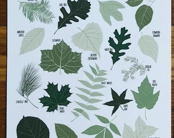 Trees of North America -Illustration- Print