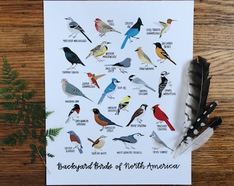 Backyard Birds of North America-Illustration- Print